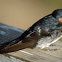 Welcome Swallow 