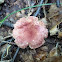 Bolete Mushroom