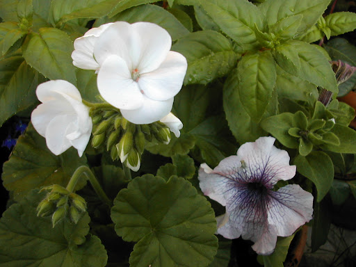 flowers