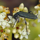 Clerid beetle