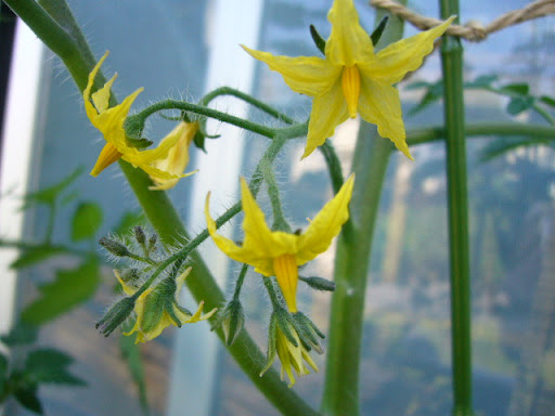トマトの花