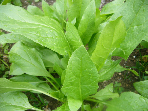 ほうれん草