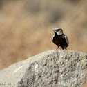 Ashy-crowned Sparrow-Lark (Male)