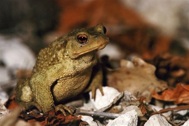 [Crapaud 01[2].jpg]