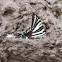 Zebra swallowtail 