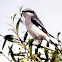 Loggerhead Shrike