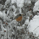 American Robin