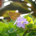 Yellow Banded Dart