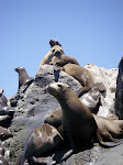Good looking sea lion! This was as close as I could get with my zoom on the pentax.