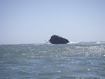 Rock near the end of the Marin Headlands, covered in Brown Pelicans, and Cormorants. Sea state was picking up as we rounded the cape.