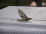 Mayfly on my beer cooler. Yummy trout donut.