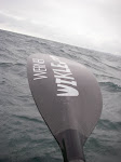 The author's paddle werner ikelos, lake michigan, saugatuck, sea kayak trip. keithwikle.com