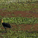 lesser adjutant stork