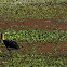 lesser adjutant stork