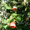 Hybrid Abutilon