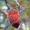 Seed pods