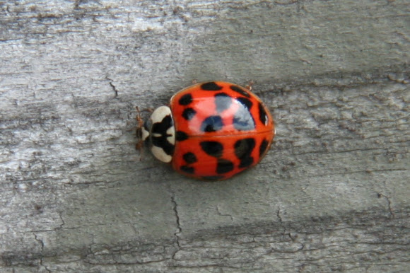 Spotting Image 1