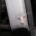 Twig Girder