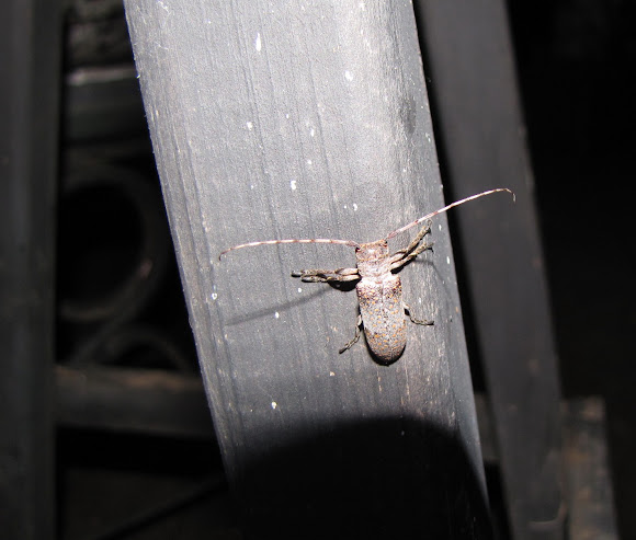 Spotting Image 1