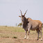 Eland