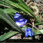Tradescantia Spiderwort