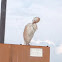 Cattle Egret