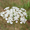 Queen Anne's Lace
