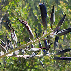 Puya