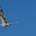 Águila pescadora