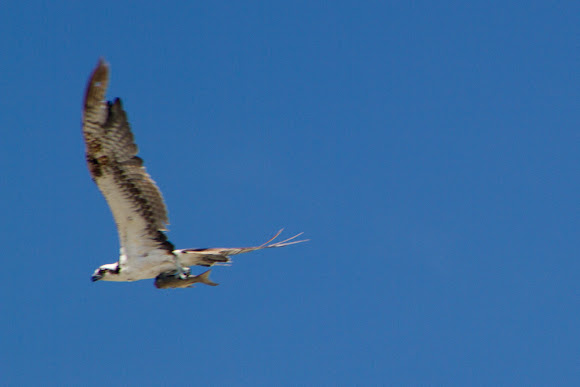 Spotting Image 1