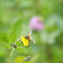 Honey bee
