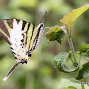 Fivebar Swordtail