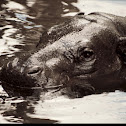 Pygmy hippopotamus