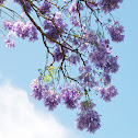 Jacaranda