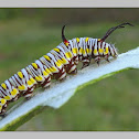 Plain Tiger caterpillar