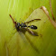 Black Vespid Wasp