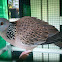 burung tekukur