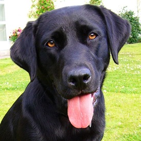 600px-Black_Labrador_Retriever_portrait