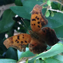 Eastern Comma