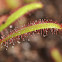 Sundews