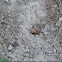 Armadillo scratchings