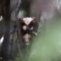 Sokoke Scops Owl
