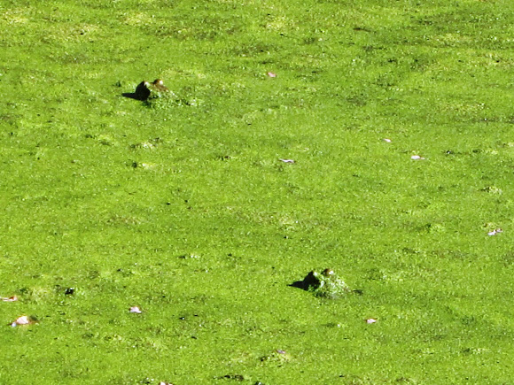 Spotting Image 1