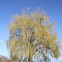Willow Tree