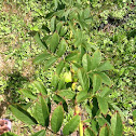 Multiflora Rose