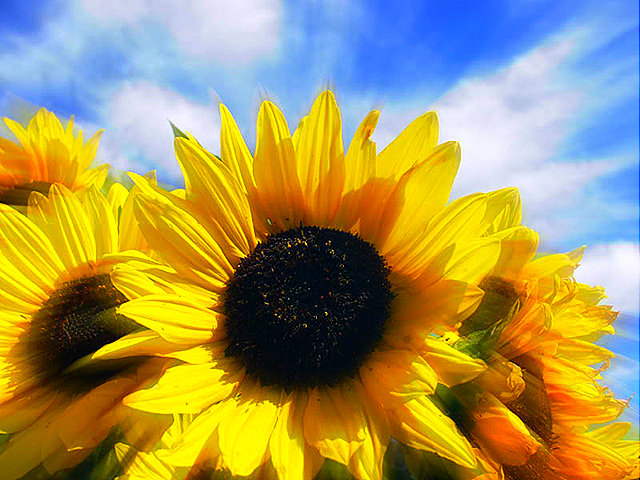 [Sunflower[3].png]