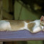Domestic Cat