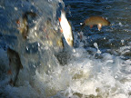 http://lh4.ggpht.com/kolozablocie/SJx6m-tkvKI/AAAAAAAAAaY/8jYYQOTmS3E/s144/IMG_0009_1.JPG
