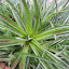 chilean broomeliad