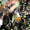 Sara orangetip, Pacific orangetip